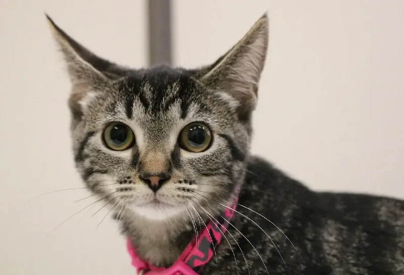 Pink Poppy thumbnail 4