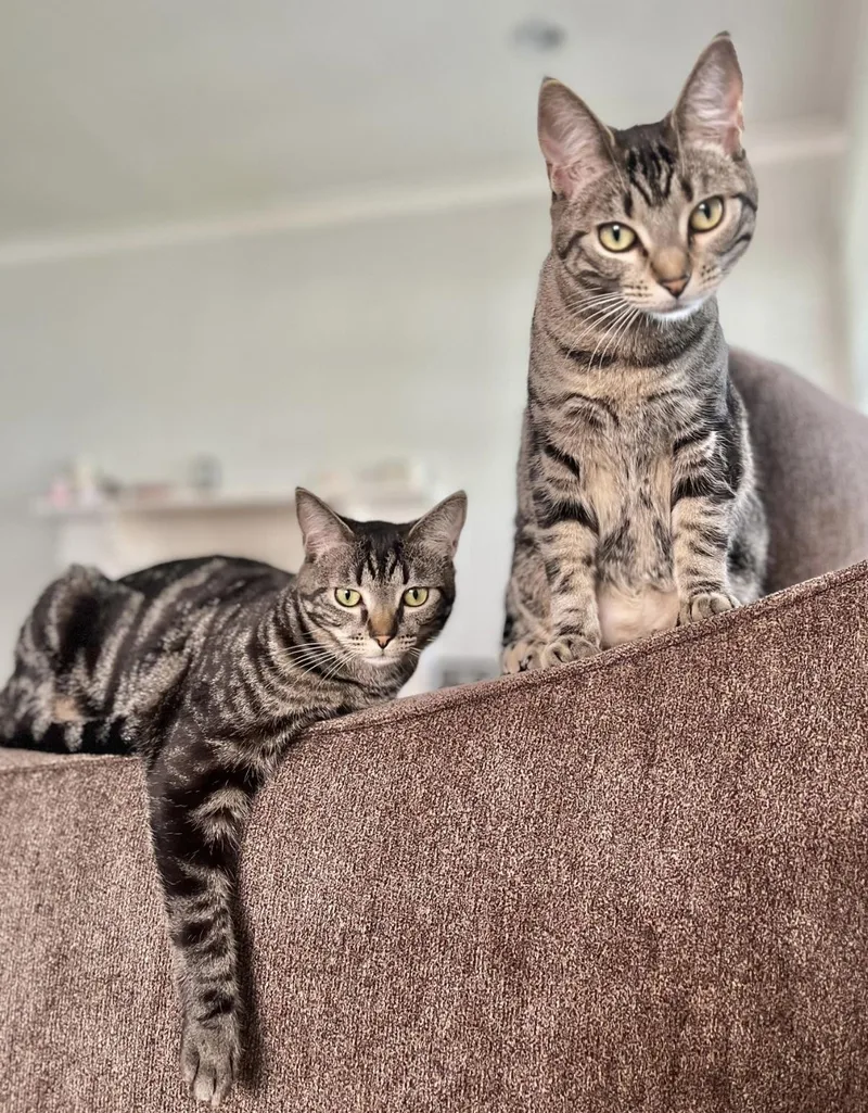 Pink Poppy thumbnail 5