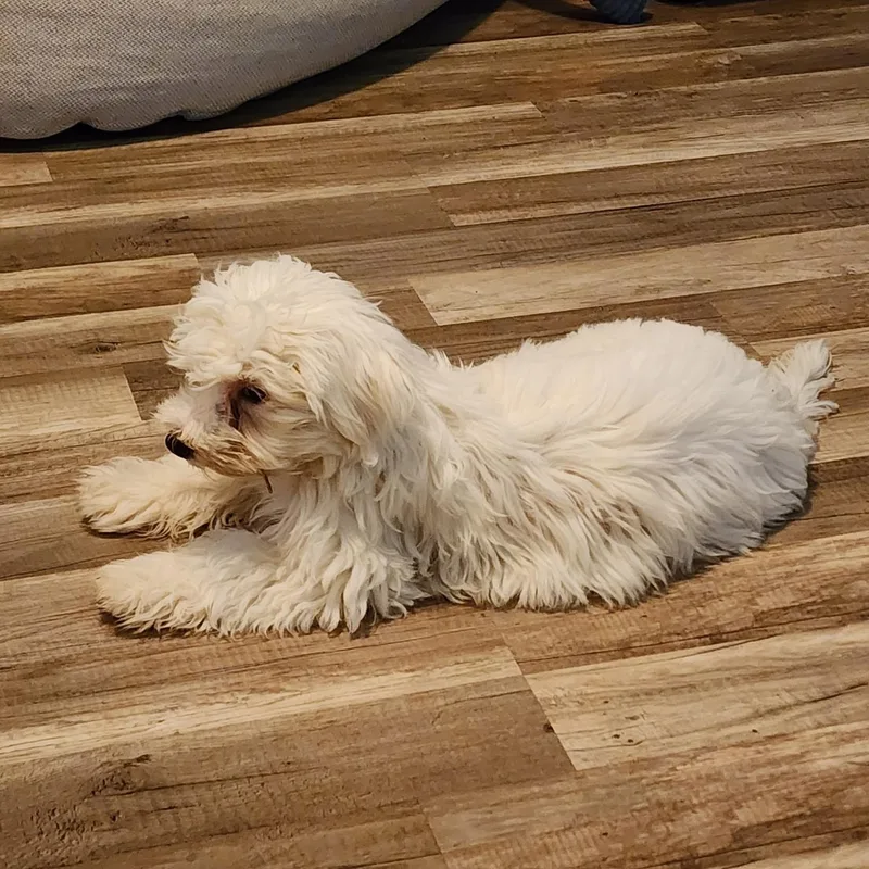 A baby small-sized male White / Cream Poodle dog named Axel for adoption in Phoenix, AZ