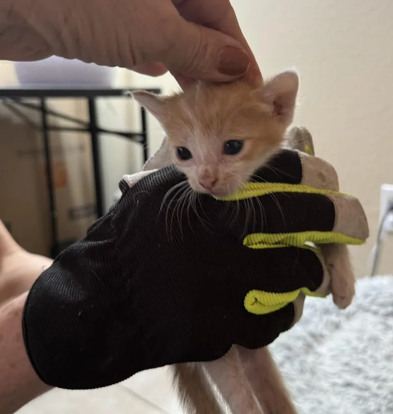 A baby small-sized male Domestic Short Hair cat named Lore for adoption in Glendale, AZ