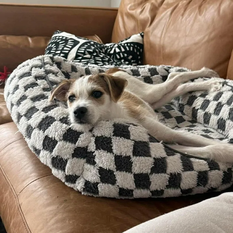 A baby small-sized male Apricot / Beige Terrier dog named Brooks for adoption in Warren, RI