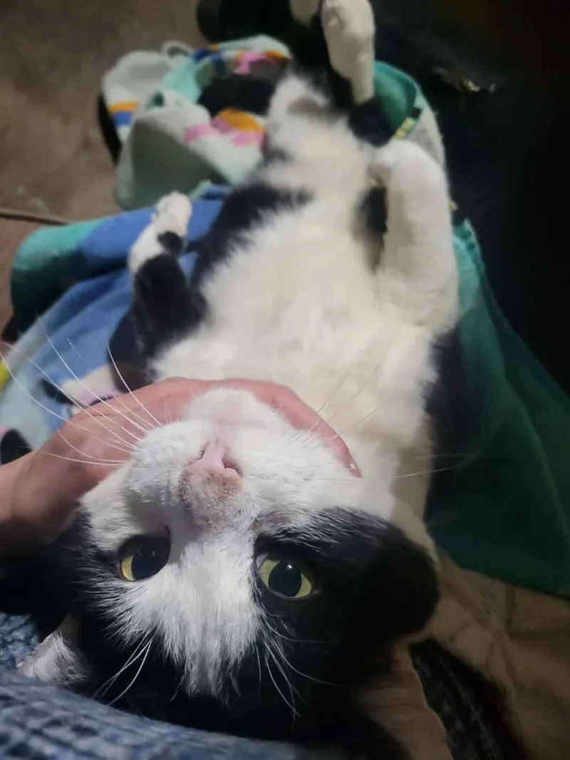 A senior medium-sized male White Domestic Short Hair cat named Cheekers for adoption in Crown Point, IN