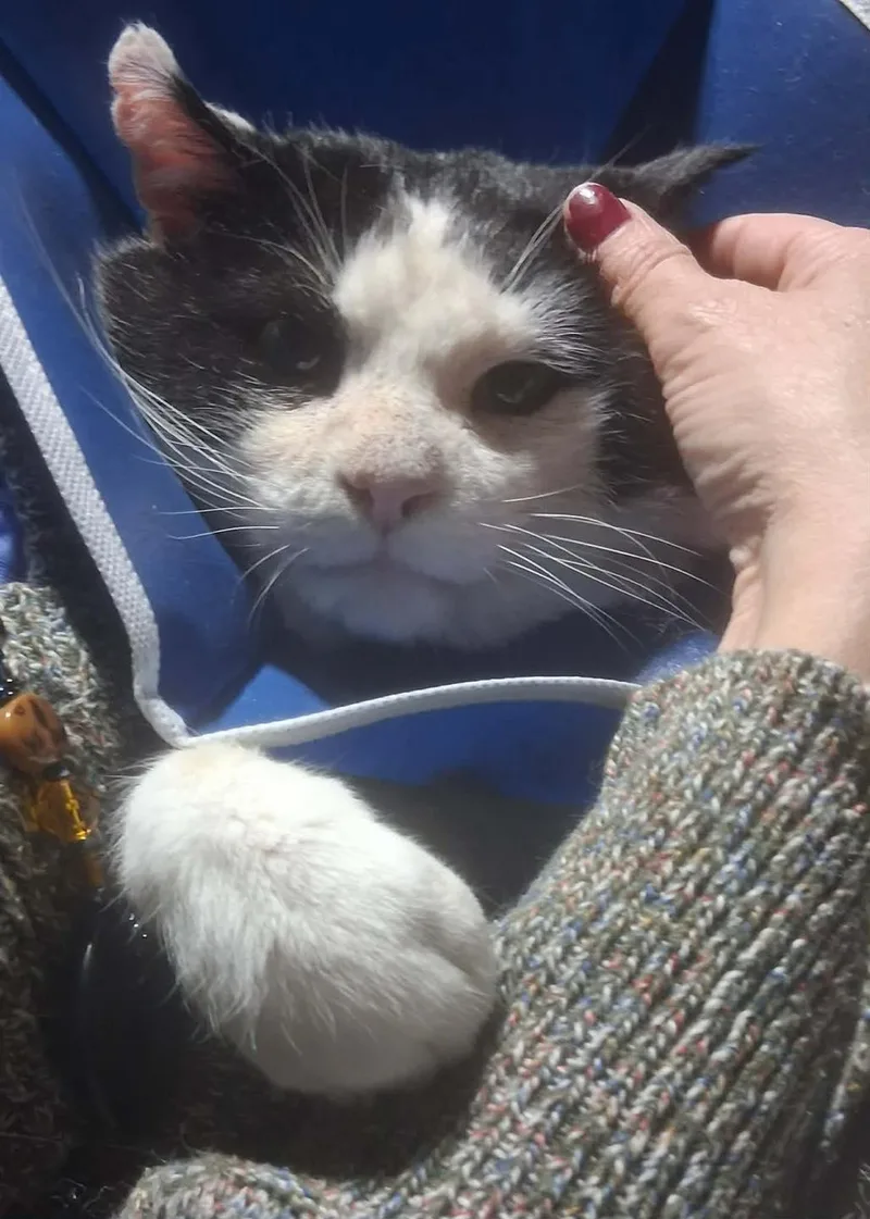 Cheekers thumbnail 3