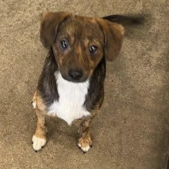 A young small-sized male Brindle Chihuahua dog named Mr. Bean for adoption in Normal, IL