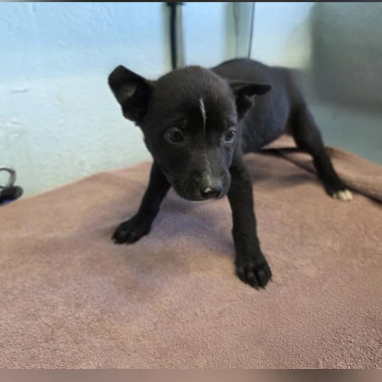 A baby small-sized female Black Pit Bull Terrier dog named Zena A for adoption in Mission Hills, CA