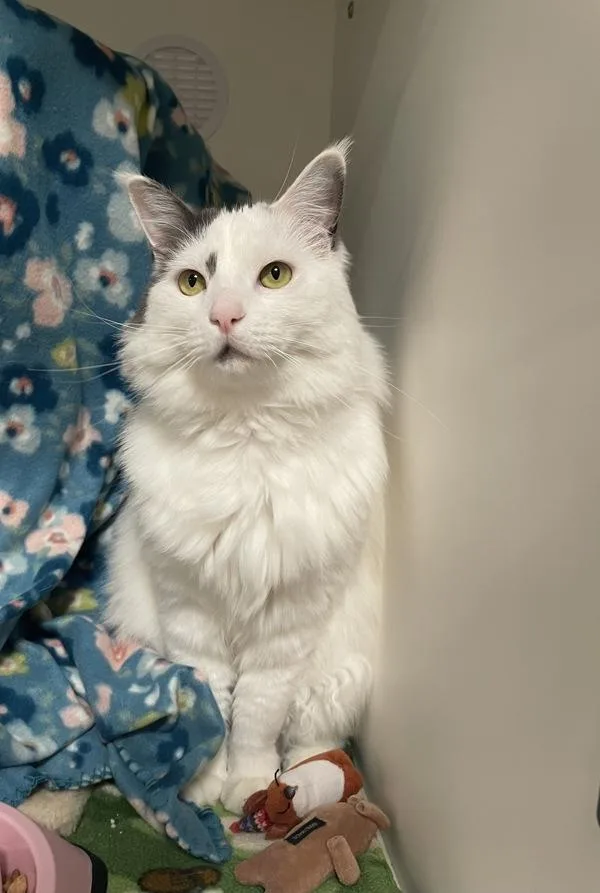 A young medium-sized female Domestic Long Hair cat named Ivy for adoption in Oceanside, CA