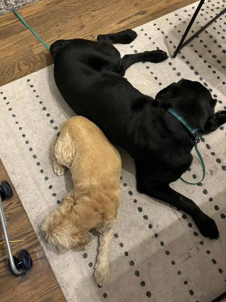 Bodfish  Bo thumbnail 3