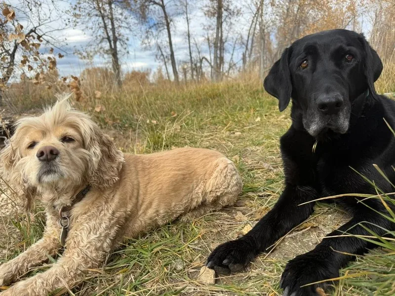 Bodfish  Bo thumbnail 4