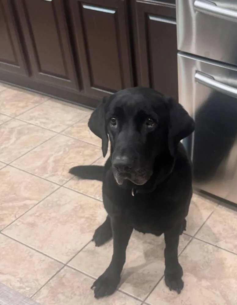 Bodfish  Bo thumbnail 5