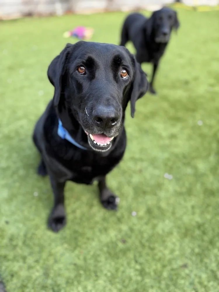 Bodfish  Bo thumbnail 6