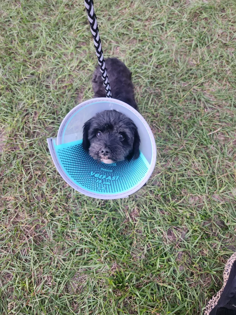 A young small-sized female Miniature Schnauzer dog named Ella for adoption in Conway, SC