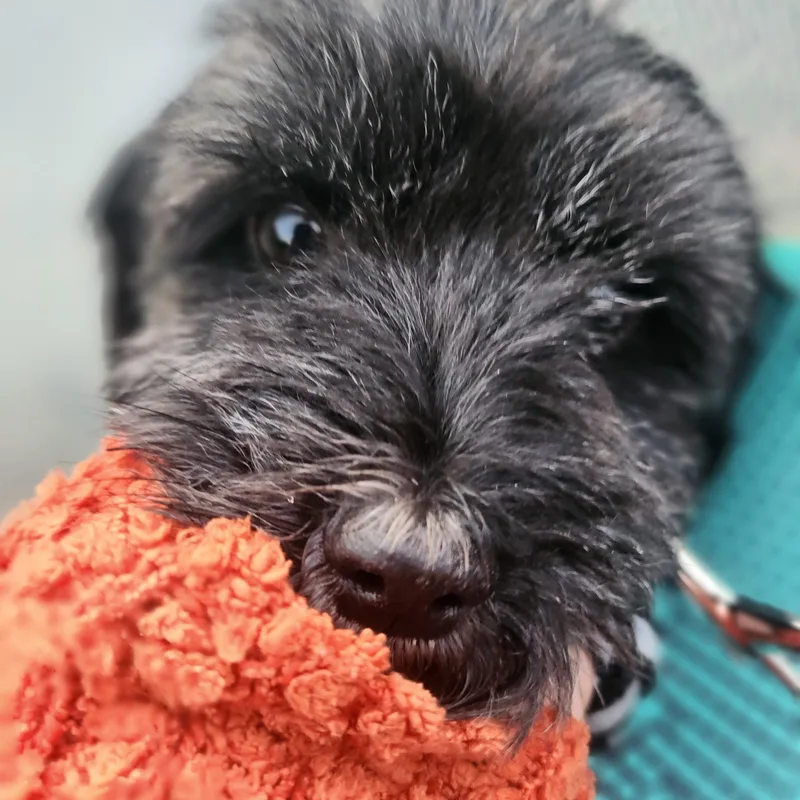 Ella thumbnail 2