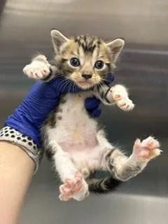 A baby small-sized male Domestic Short Hair cat named Chi Cho for adoption in Miami, FL