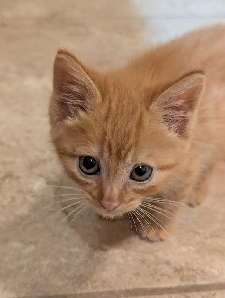 A baby small-sized male Domestic Short Hair cat named Bon Jovi for adoption in Saint George, UT