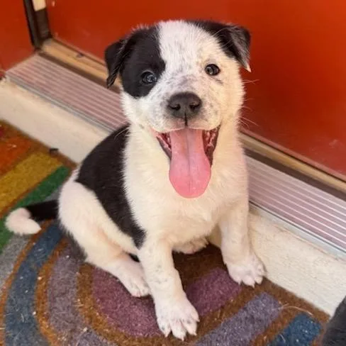 A baby small-sized male White / Cream Australian Shepherd dog named Bucky for adoption in Las Vegas, NV