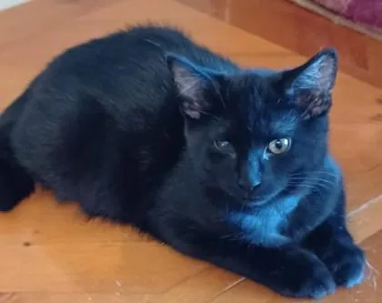 A young medium-sized female Domestic Short Hair cat named Peanut for adoption in New Hope, PA