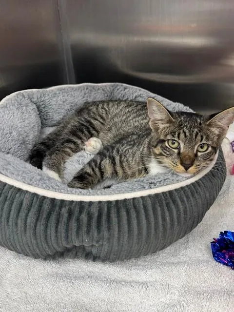 A young small-sized male Domestic Short Hair cat named Murphy for adoption in Naples, FL