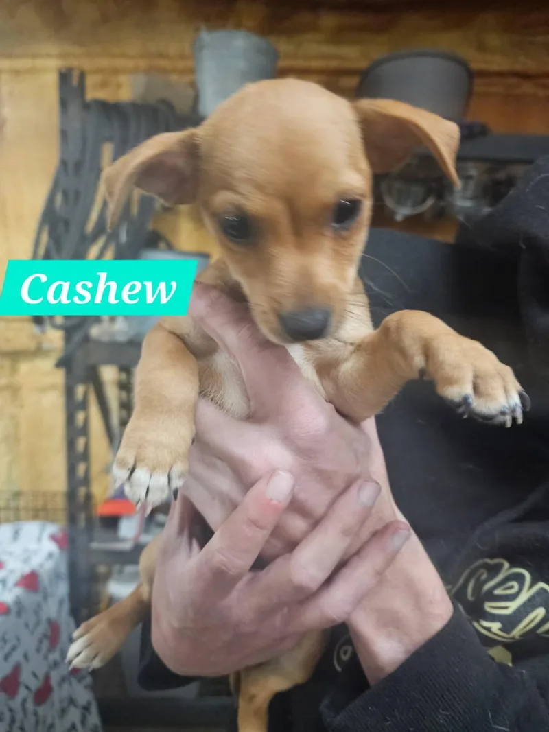 A baby small-sized male Mixed Breed dog named Cashew for adoption in Rock Hill, NY