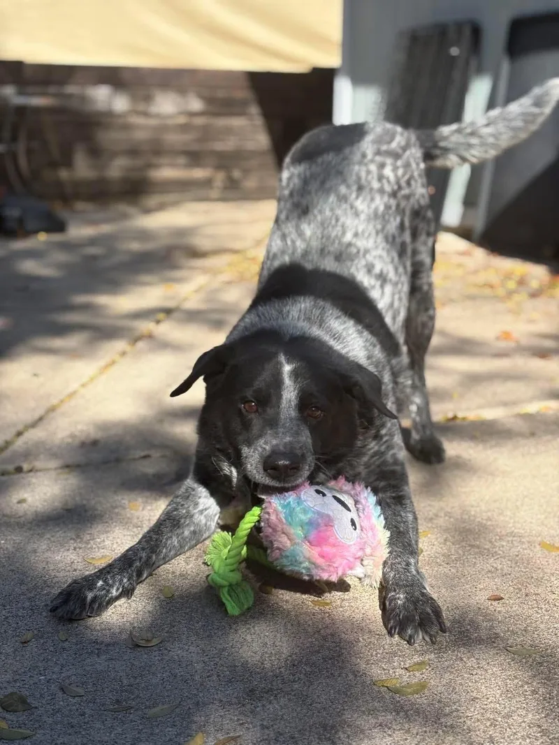 Huckleberry thumbnail 2