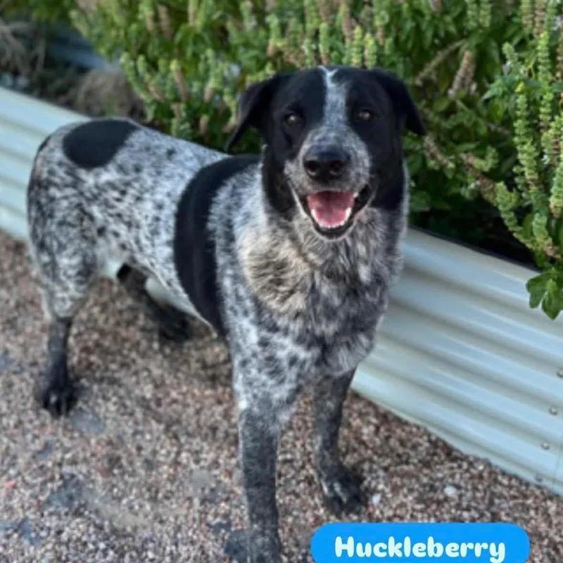 Huckleberry