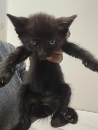 A baby small-sized female Domestic Medium Hair cat named Ham for adoption in Sacramento, CA