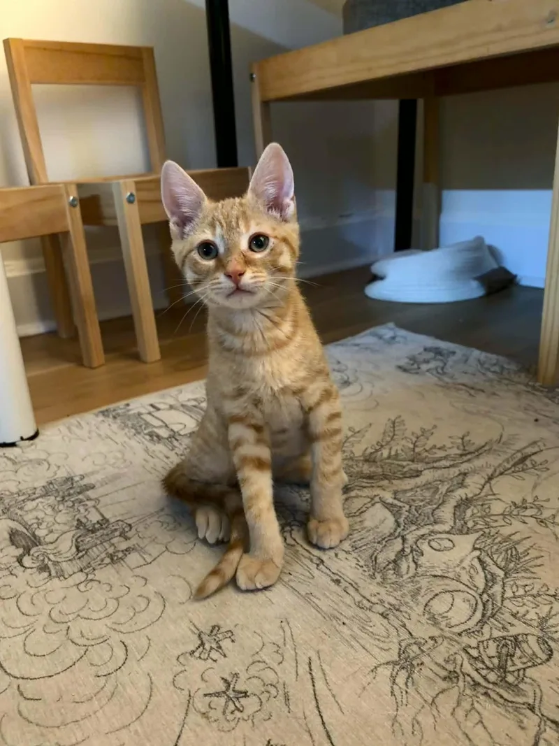 A baby small-sized male Orange & White Domestic Short Hair cat named Simba for adoption in Wilmington, NC