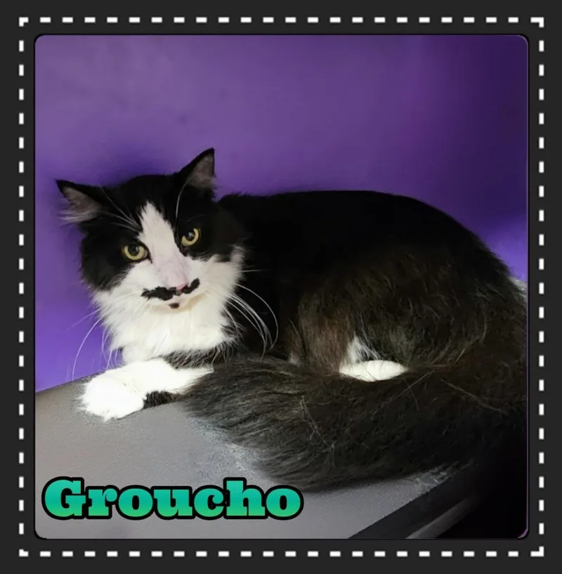 Groucho