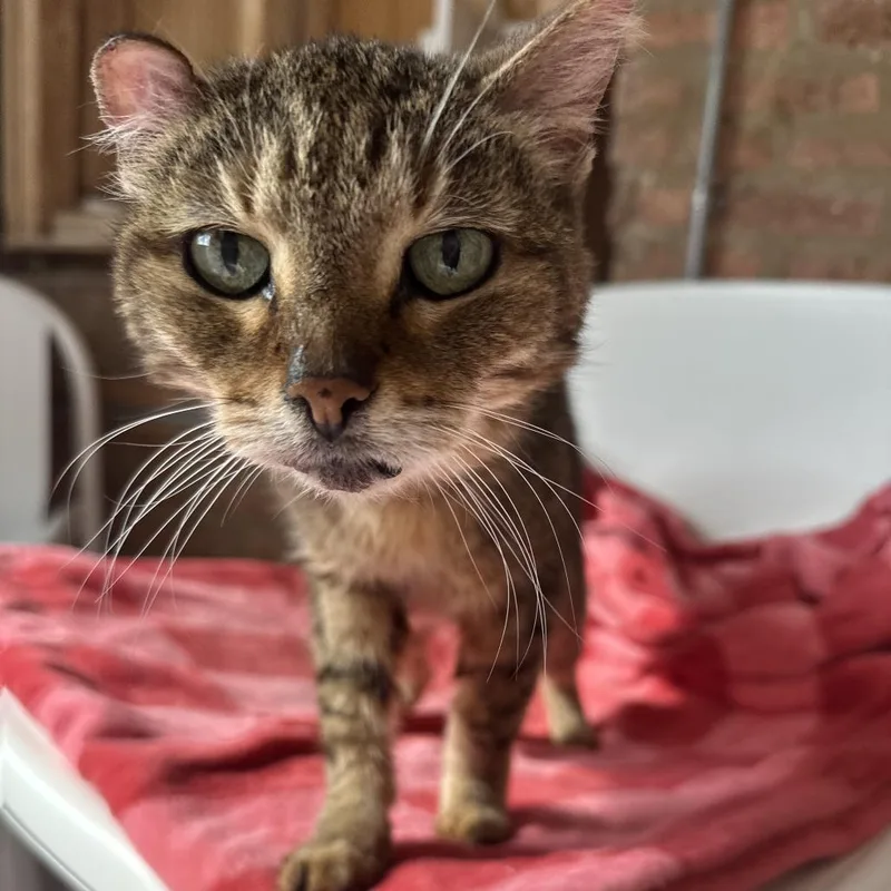 A senior medium-sized female Brown / Chocolate Domestic Short Hair cat named Peach for adoption in Forest Park, IL