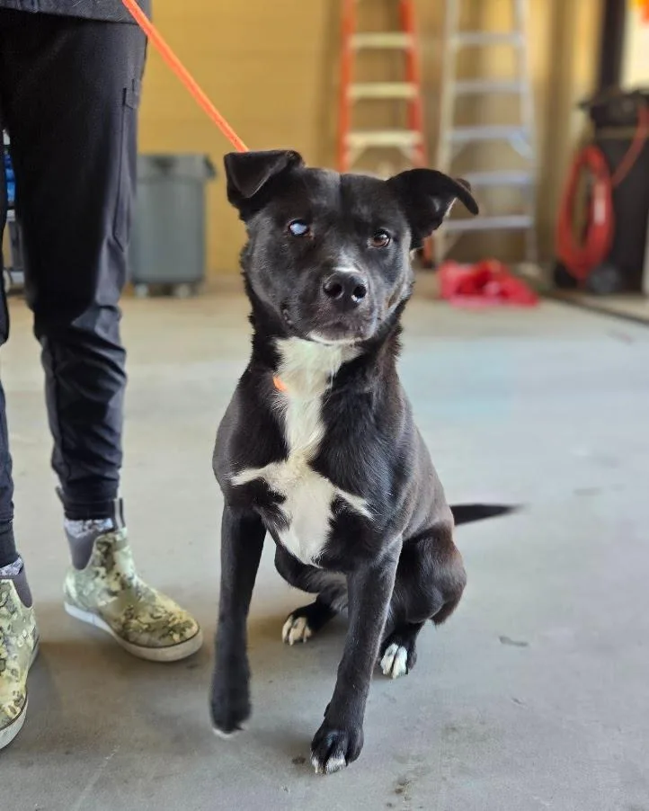 Midnight thumbnail 2