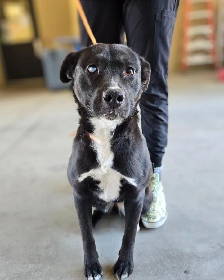 Midnight thumbnail 3