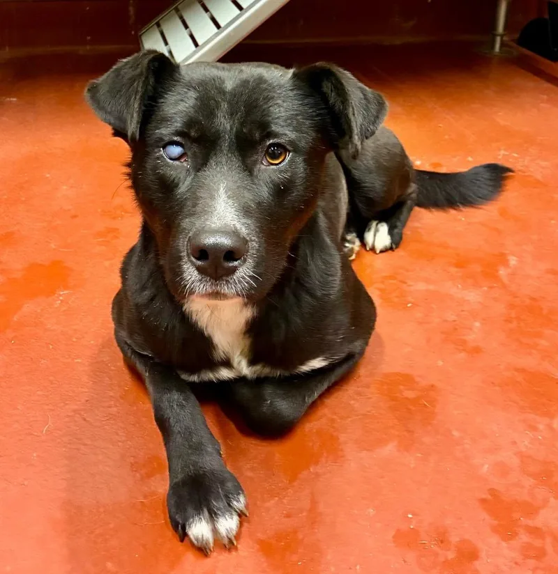 Midnight thumbnail 6