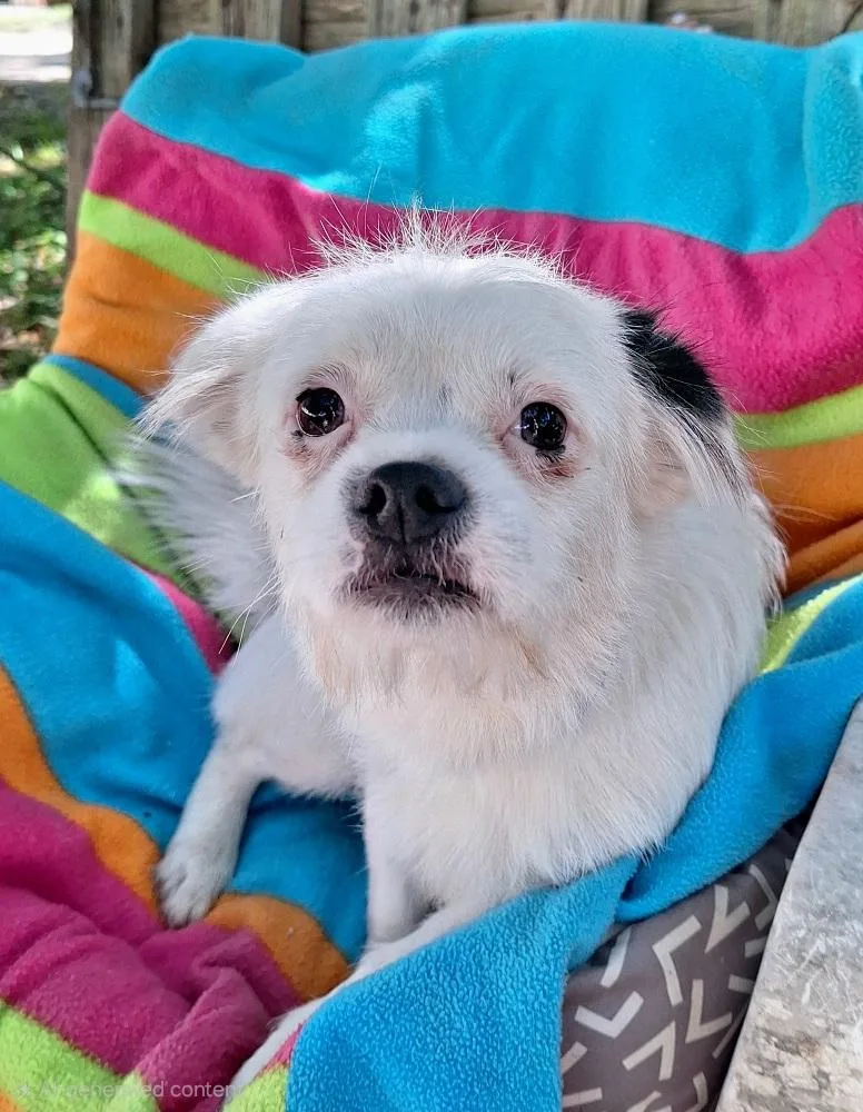 An adult small-sized male White / Cream Chihuahua dog named Cayleb WVT for adoption in Missouri City, TX