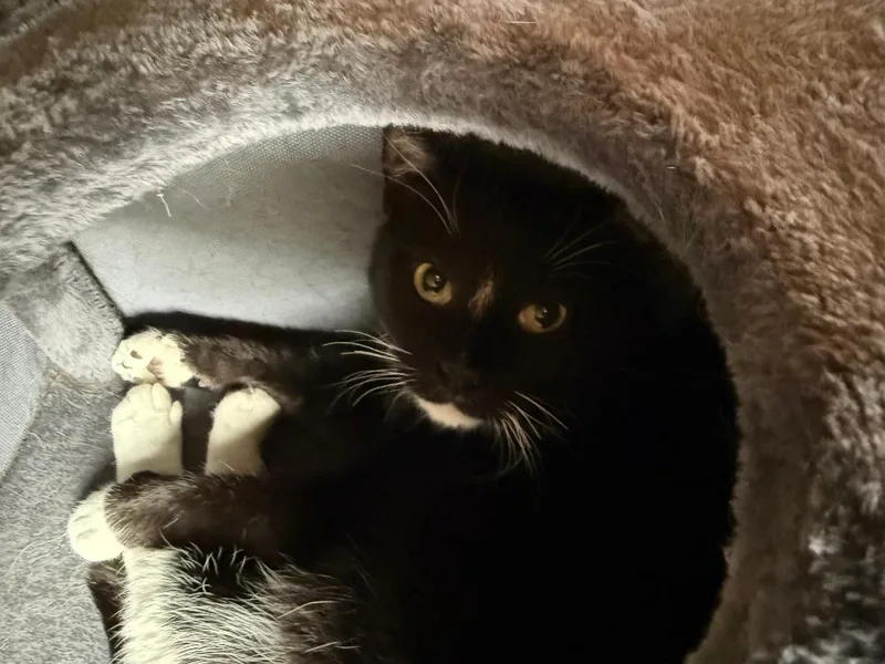 An adult medium-sized male Black & White / Tuxedo Domestic Short Hair cat named Nighten for adoption in Mokena, IL