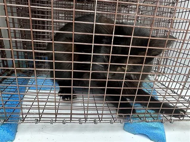 A young large-sized female Domestic Short Hair cat named Luna for adoption in Houston, TX