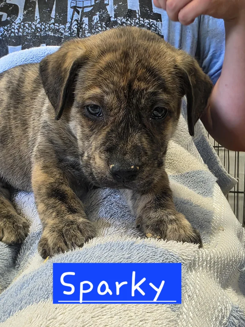 A baby large-sized male Dutch Shepherd dog named Sparky for adoption in Walthill, NE