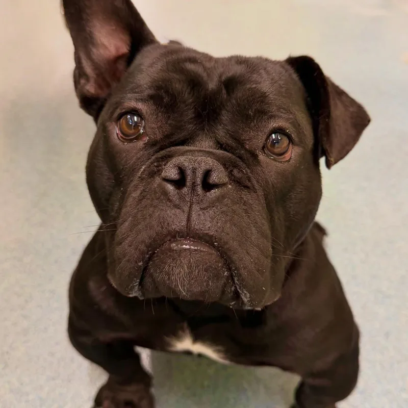 A young medium-sized female Bulldog dog named Gertie Tag for adoption in Central Islip, NY