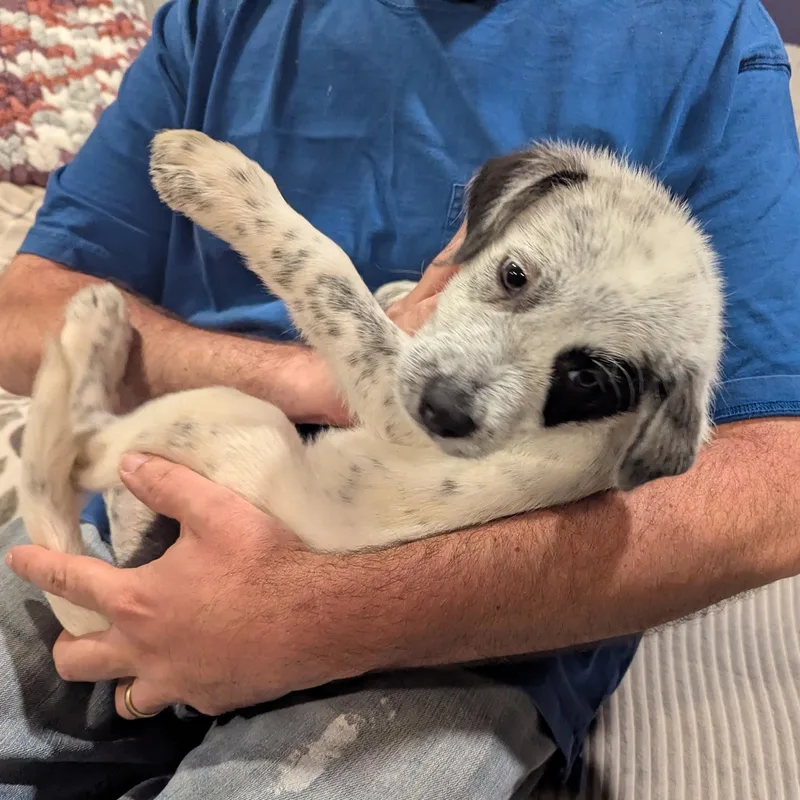 A baby medium-sized male Miniature Schnauzer dog named Anthony for adoption in Sparta, NJ