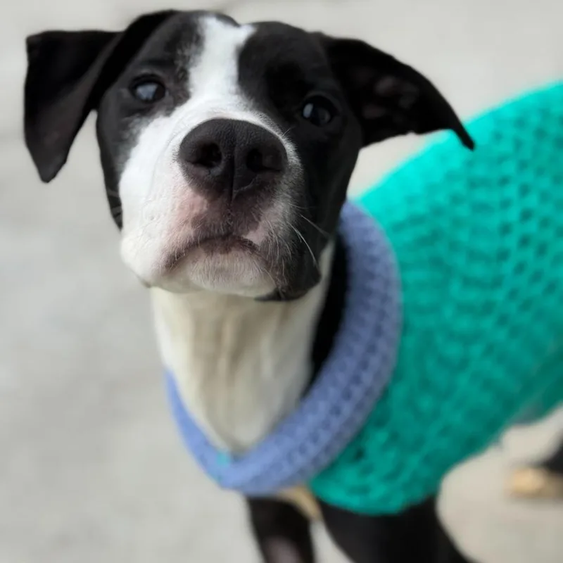 A young medium-sized male Black Pit Bull Terrier dog named Lenny for adoption in Los Angeles, CA