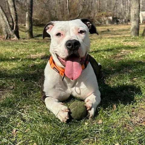 An adult medium-sized female White / Cream Pit Bull Terrier dog named Jackie for adoption in Weimar, CA