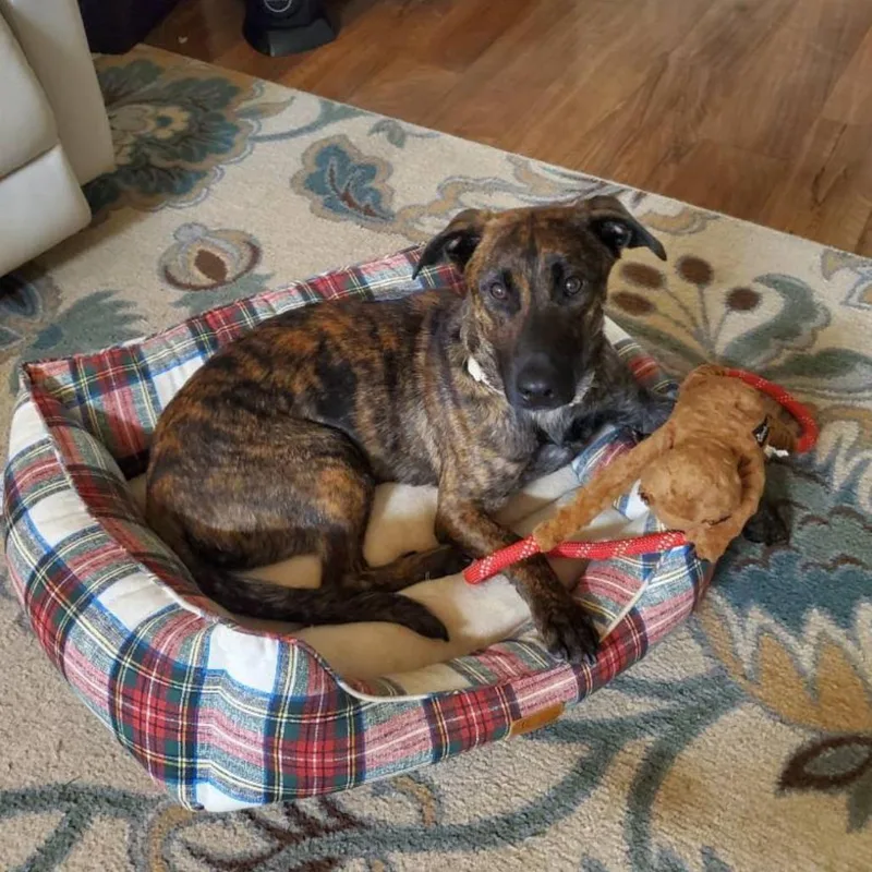 A young medium-sized male Brindle Mixed Breed dog named Mr. Mario for adoption in Hopkinton, MA