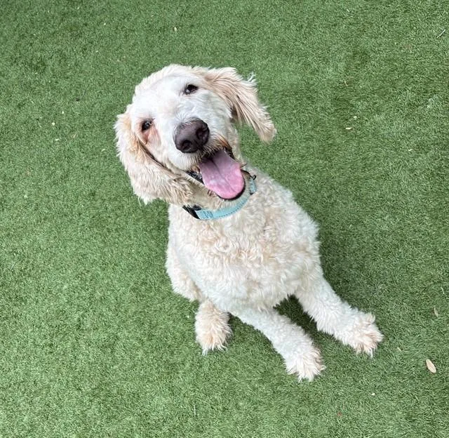 An adult large-sized female Poodle dog named Bluebell for adoption in Sarasota, FL