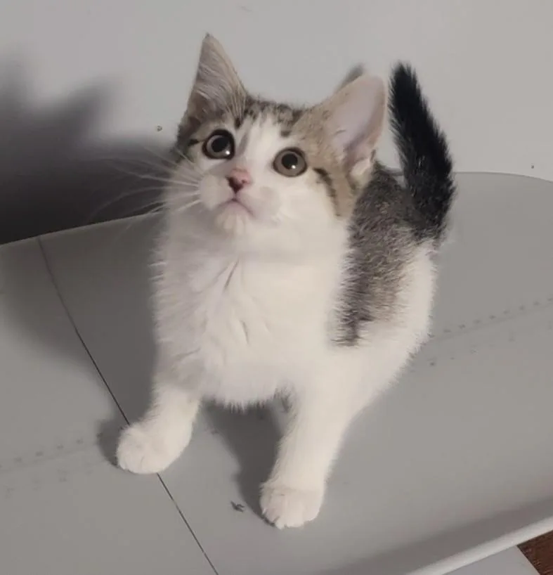 A baby small-sized female Gray / Blue / Silver Domestic Short Hair cat named Grasshopper for adoption in Roselle, IL