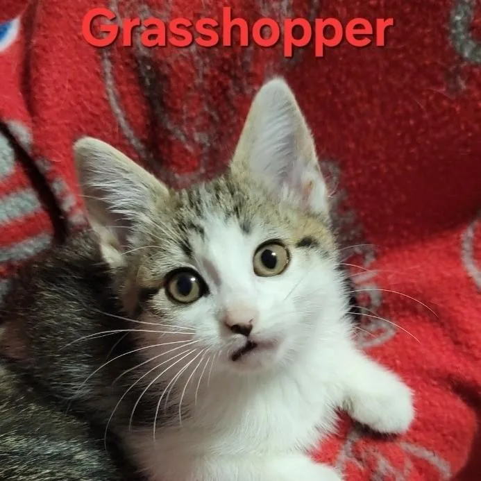 Grasshopper thumbnail 2