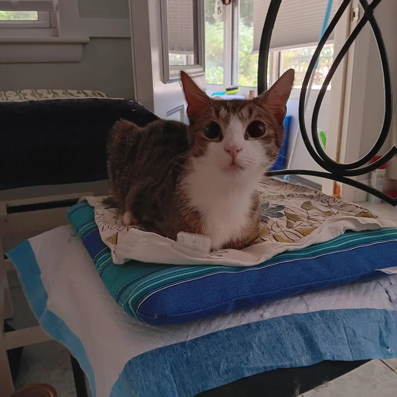 A young medium-sized male Tabby (Gray / Blue / Silver) American Shorthair cat named Luke Blue Eyes for adoption in Melrose, MA
