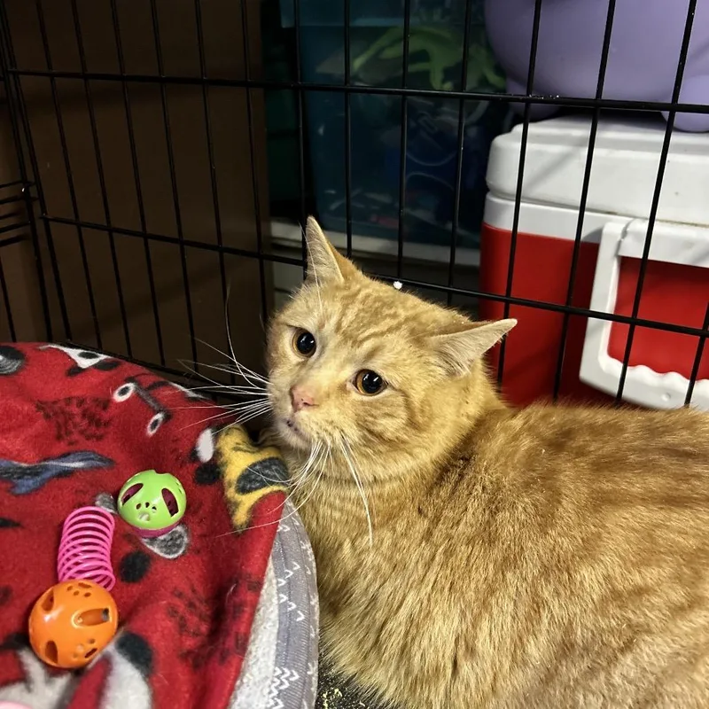 An adult small-sized male Orange / Red Domestic Short Hair cat named Valentino for adoption in Irwin, PA