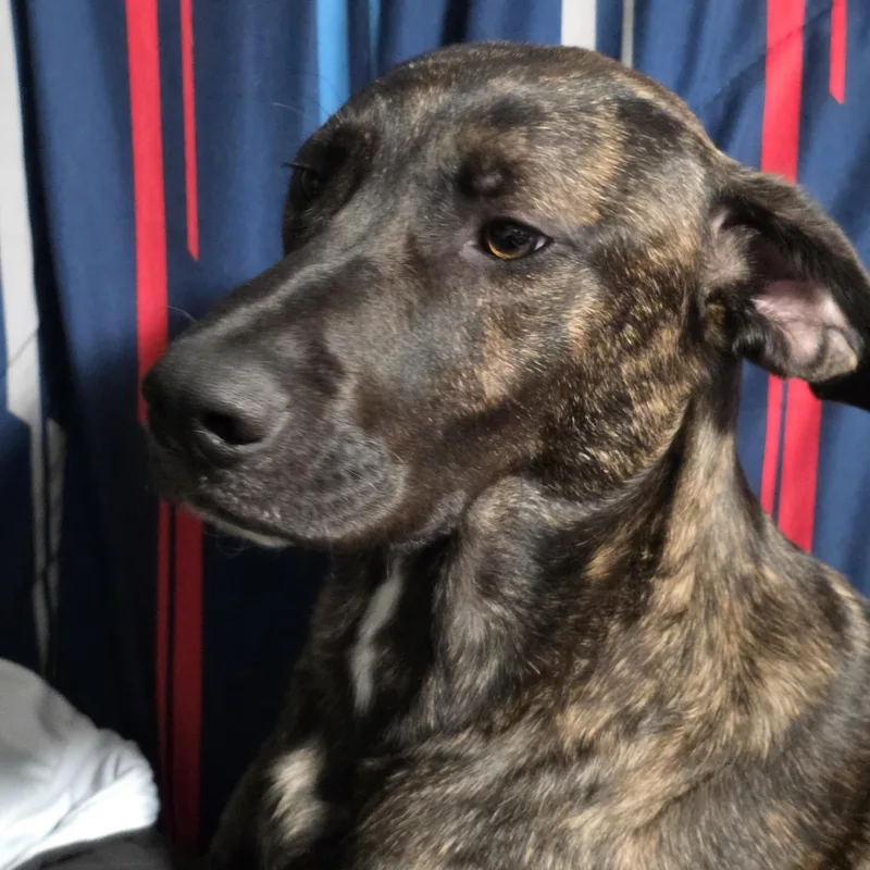 A young large-sized male Brindle Australian Shepherd dog named Simon for adoption in Cincinnati, OH
