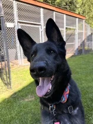 An adult large-sized female Black German Shepherd Dog dog named Bonnie for adoption in Bellingham, WA