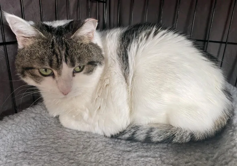 An adult large-sized female Domestic Short Hair cat named Medusa for adoption in Reno, NV