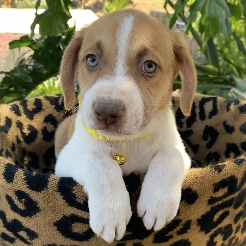 A baby large-sized female Shepherd dog named Africa Pup  Malawi for adoption in San Diego, CA