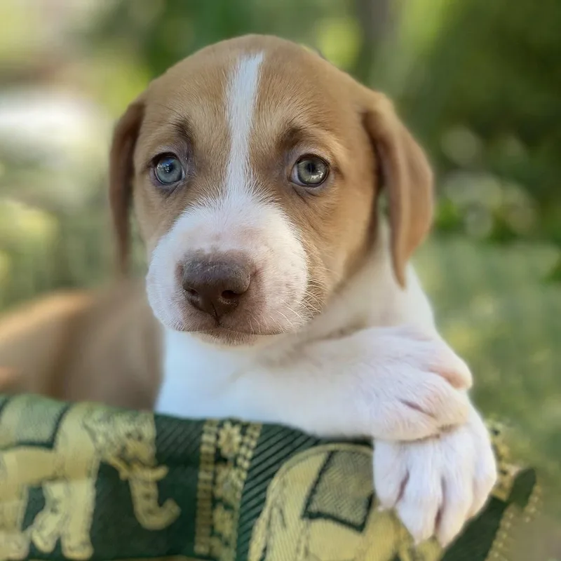 Africa Pup  Malawi thumbnail 2